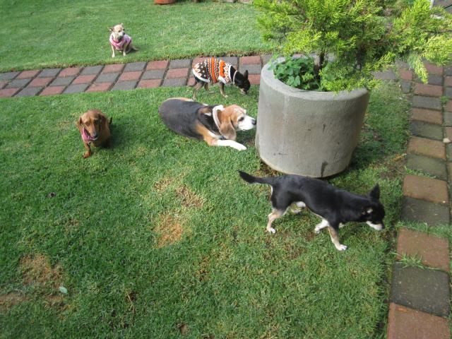 Cacho%2C_Kato%2C_Mila%2C_Daisy_y_Tisha.JPG