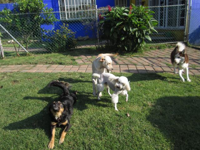 Lucho%2C_Bobby%2C_Ginger_y_Venus.JPG
