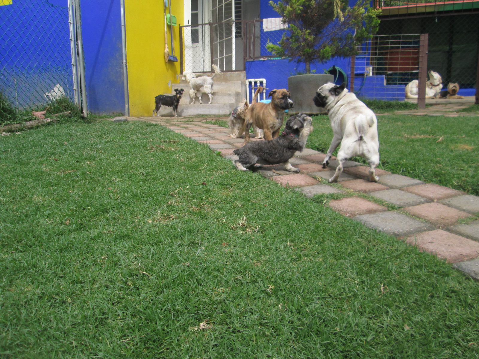 Peluditos_jugando.JPG