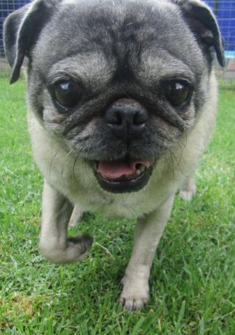 Puggy.JPG