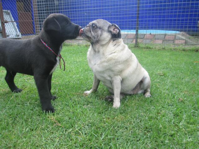 Sombra_y_Puggy.JPG
