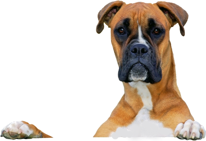 perro.png